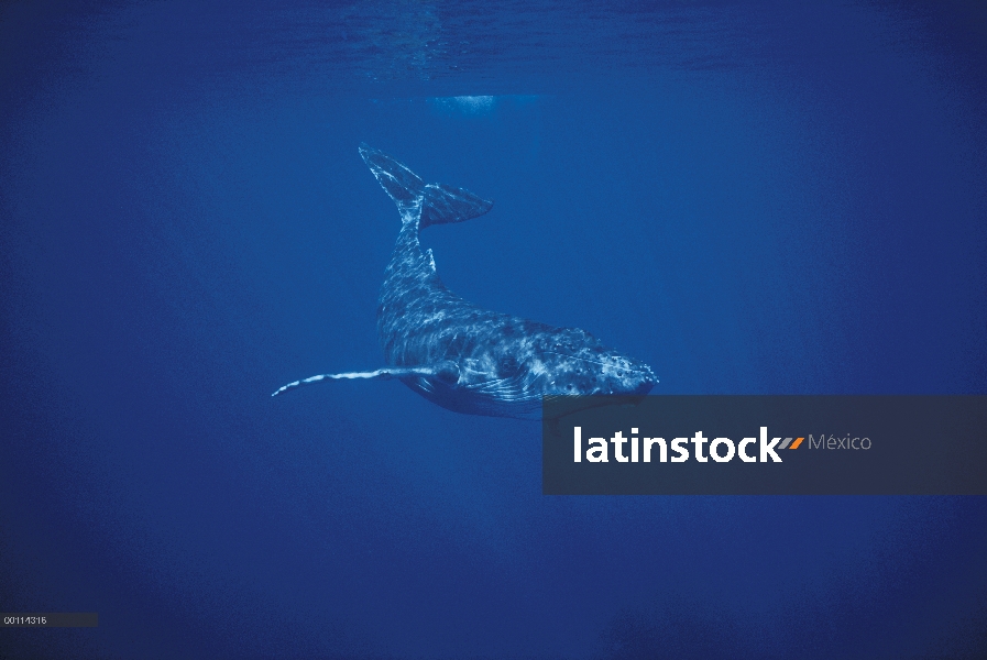 Ballena jorobada (Megaptera novaeangliae), buceo, Hawaii