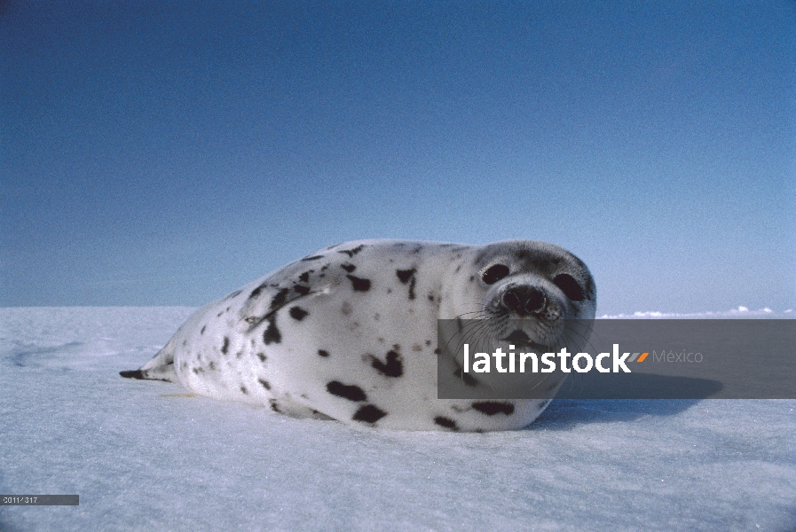 Sello de arpa (Phoca groenlandicus) descansando sobre la nieve, Golfo de San Lorenzo, Canadá