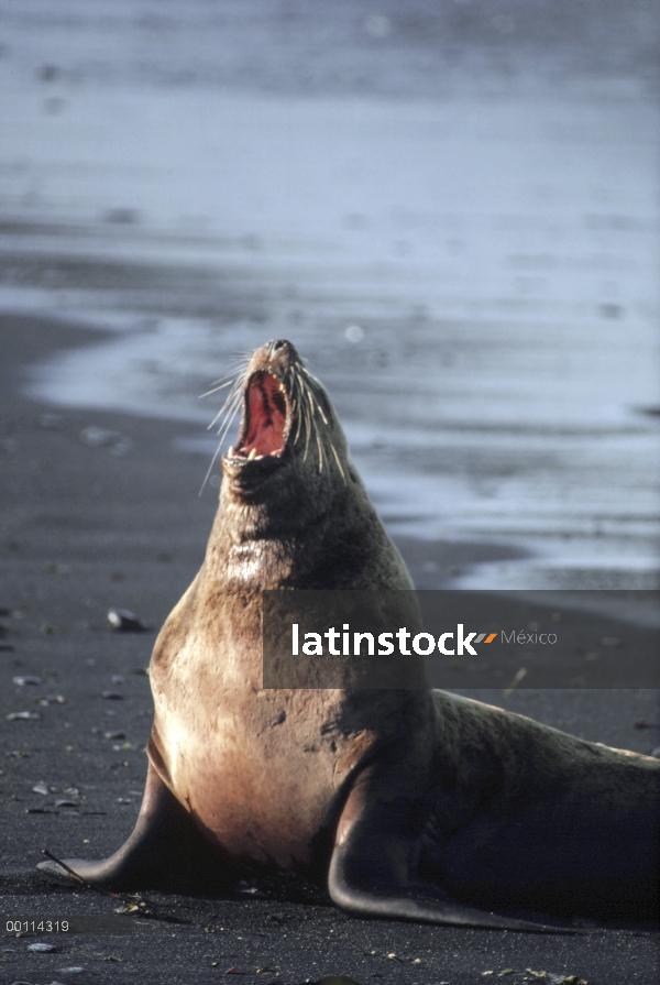 Hombre lobo de marino de Steller (Jubatus de Eumetopias) llamar, Alaska