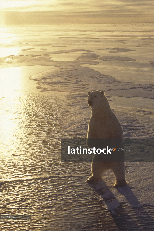 Oso polar (Ursus maritimus) pie sobre campo de hielo al atardecer, Churchill, Manitoba, Canadá