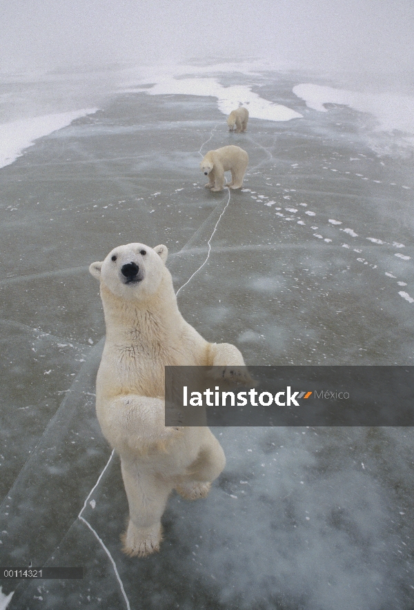 Trío de oso polar (Ursus maritimus) en el campo de hielo, Churchill, Manitoba, Canadá