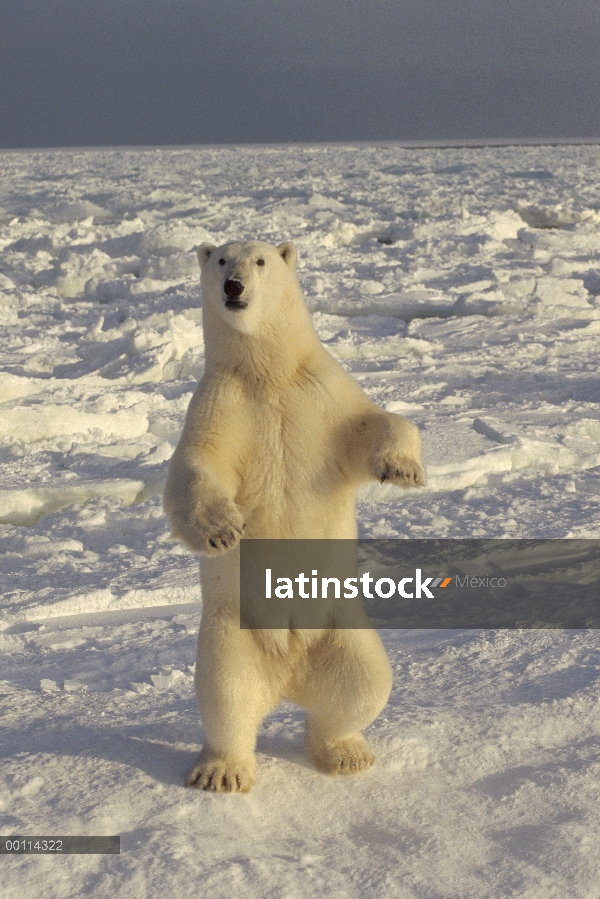 Oso polar (Ursus maritimus) en el campo de hielo, Churchill, Manitoba, Canadá