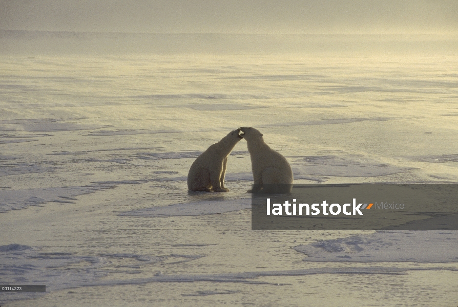 Oso polar (Ursus maritimus) par discutiendo sobre campo de hielo, Churchill, Manitoba, Canadá