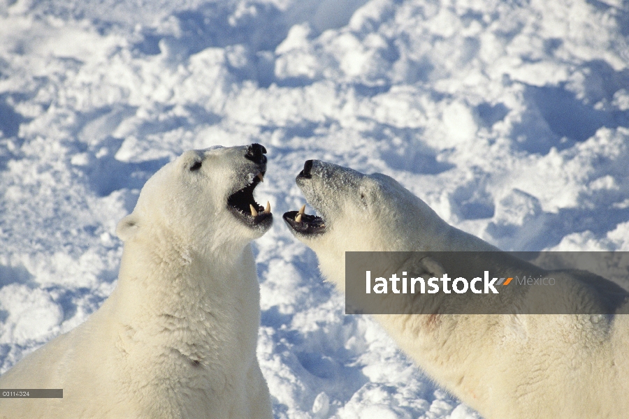 Machos de oso polar (Ursus maritimus) lucha, Churchill, Manitoba, Canadá