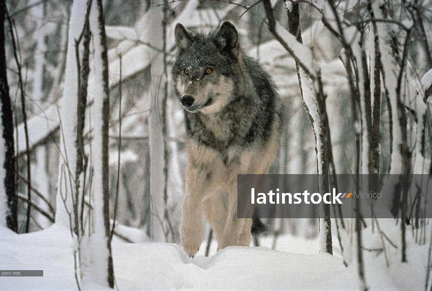 Lobo (lupus de Canis) salen de un bosque nevado, Minnesota