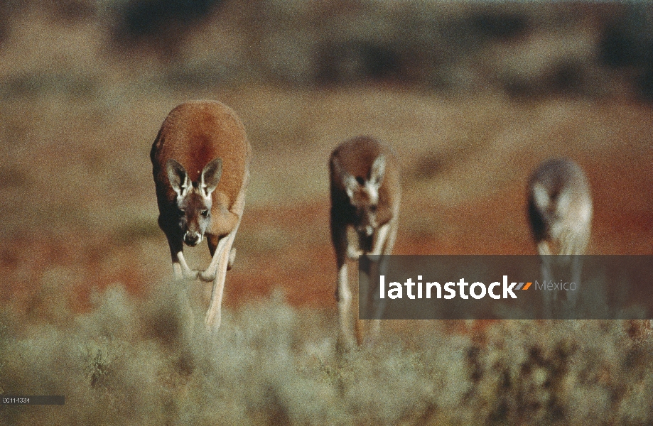 Trío de canguro rojo (Macropus rufus), hopping, Australia