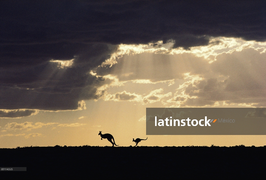 Canguro rojo (Macropus rufus) par con claro tormenta al atardecer, el Parque nacional Sturt, Austral