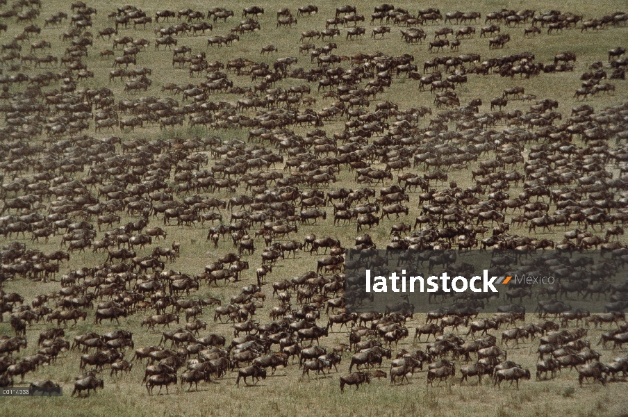 Azul manada de ñu (Connochaetes taurinus), migración de Serengeti