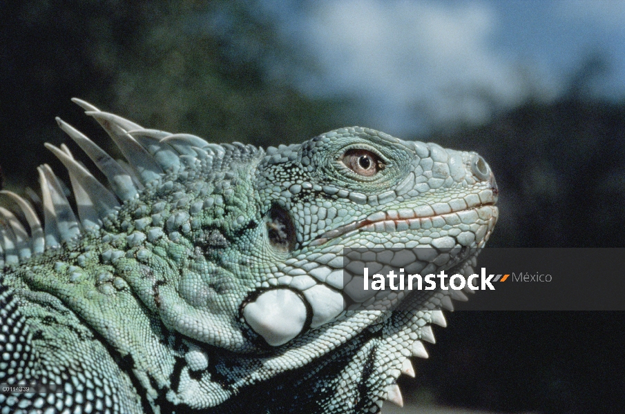 Retrato de la Iguana verde (Iguana iguana), América Central