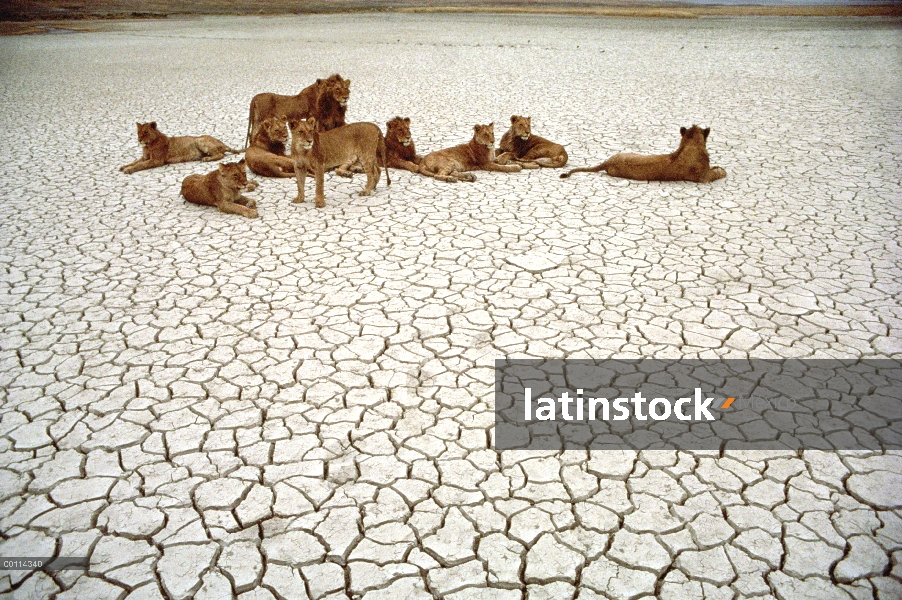 León africano (Panthera leo) orgullo barro agrietado en época seca, Parque Nacional del Serengeti, T