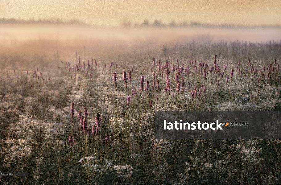 Blazing Star (Liatris pycnostachya) flores en la pradera, Aldo Leopold Memorial conservar, Wisconsin