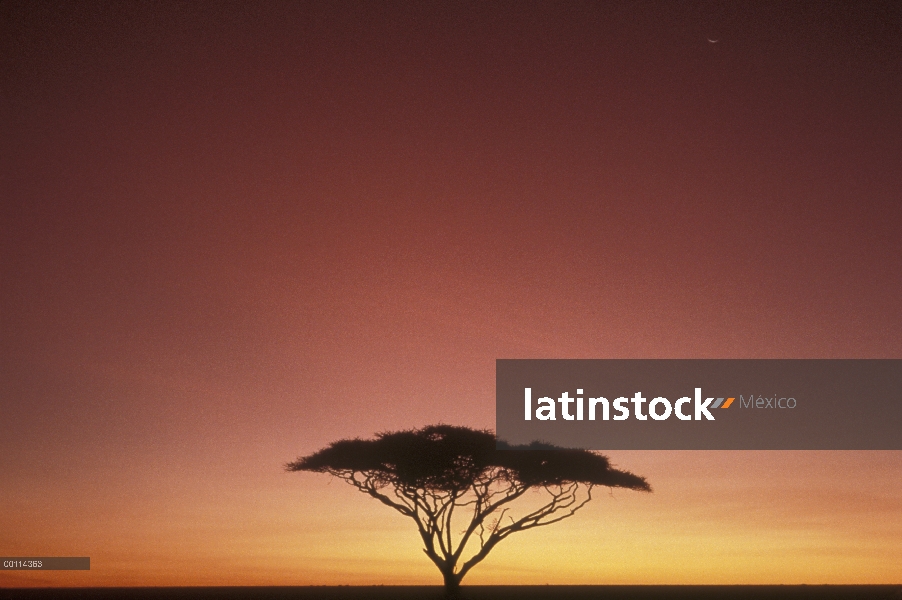 Silbar árbol de espina (Acacia drepanolobium) en la sabana al atardecer, Serengeti