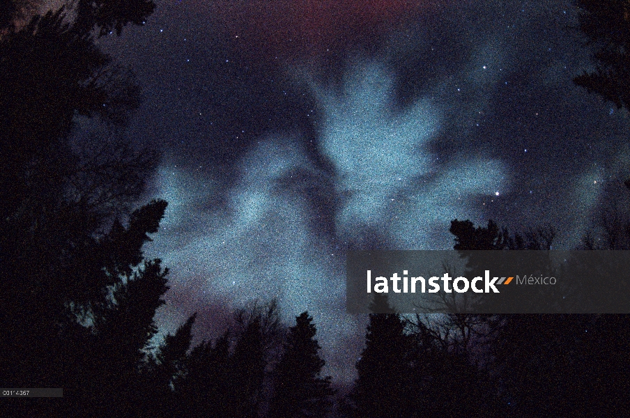 Aurora Boreal sobre bosque, Minnesota