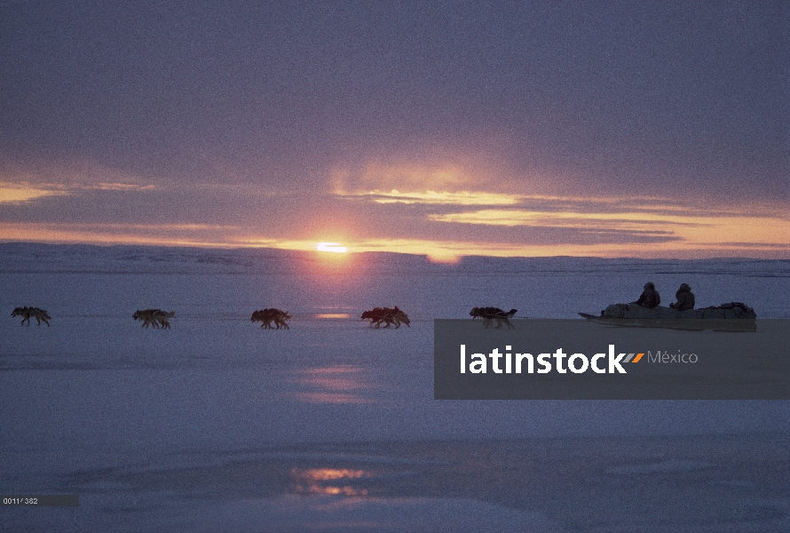 Trineo de inuits en sol de medianoche, isla de Ellesmere, Nunavut, Canadá