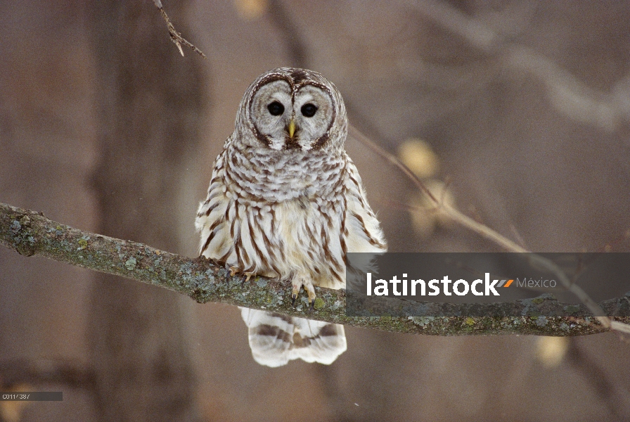 Barred Owl (Strix varia) sentado en la rama, Minnesota