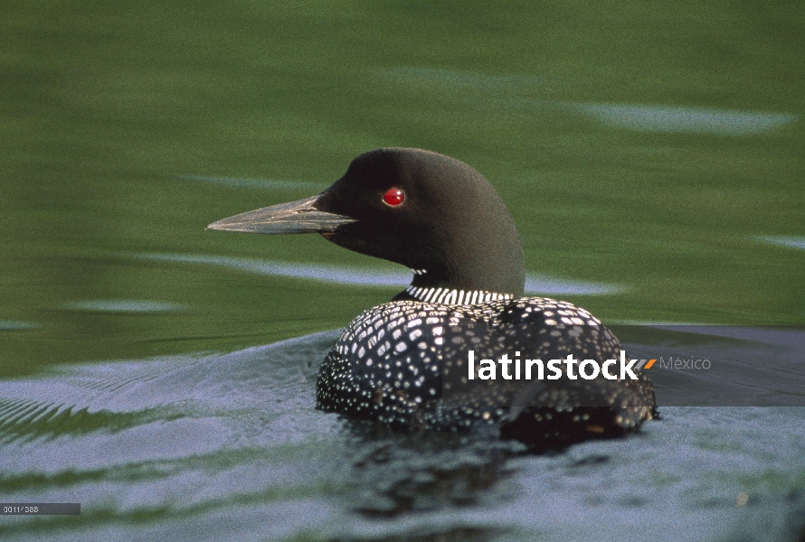 Común Loon (Gavia immer) natación, Minnesota