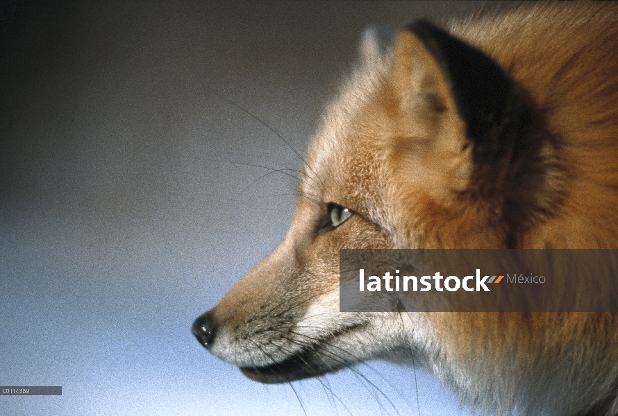 Retrato del zorro rojo (Vulpes vulpes), Minnesota