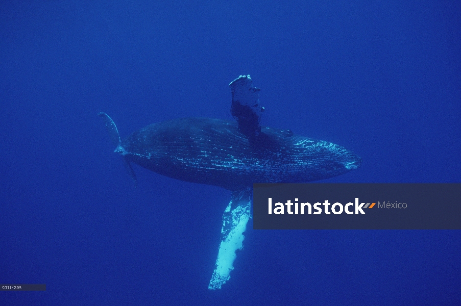 Parte inferior de la ballena jorobada (Megaptera novaeangliae) con aletas extendido, Maui, Hawaii - 