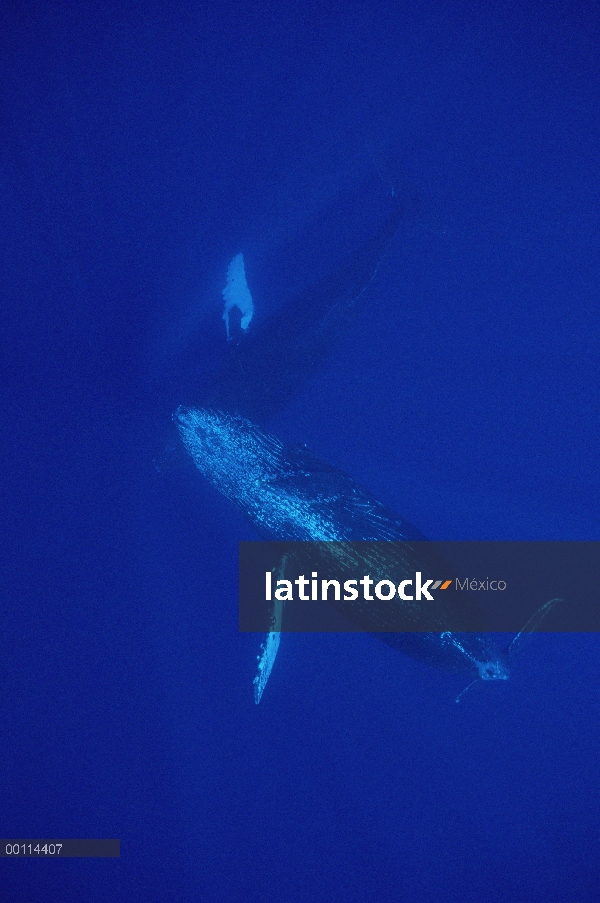 Cantante amigable ballena jorobada (Megaptera novaeangliae) y joiner, Maui, Hawaii - aviso deberá ac