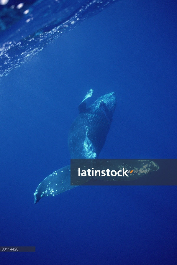 La raja genital de la ballena jorobada (Megaptera novaeangliae), Maui, Hawaii - aviso deberá acompañ