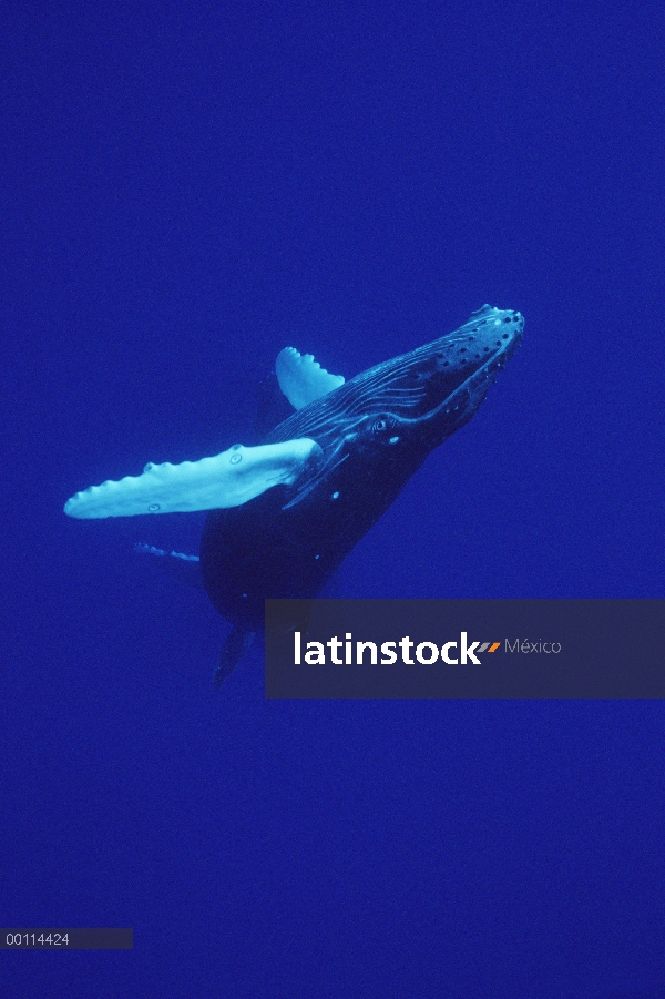 Ternero curioso de ballena jorobada (Megaptera novaeangliae), Maui, Hawaii - aviso deberá acompañar 