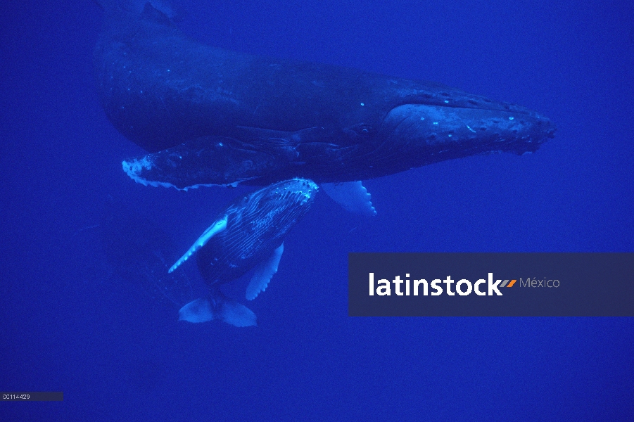 Madre amable de ballena jorobada (Megaptera novaeangliae) y pantorrilla seguida de acompañante mascu