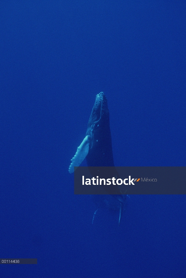 Ballena jorobada (Megaptera novaeangliae) ternero curioso con madre viendo en distancia, Maui, Hawai