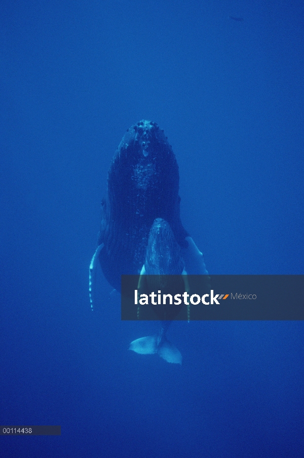 Madre amable de ballena jorobada (Megaptera novaeangliae) y becerro, Maui, Hawaii - aviso deberá aco