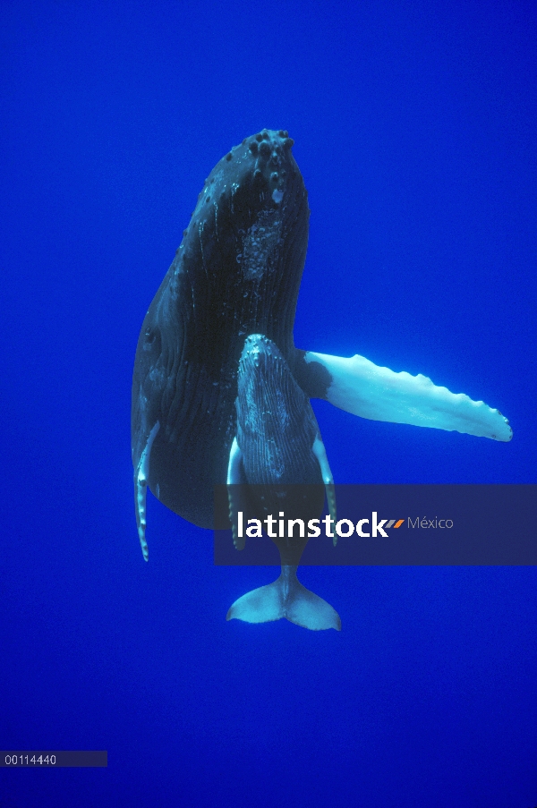 Madre amable de ballena jorobada (Megaptera novaeangliae) y becerro, Maui, Hawaii - aviso deberá aco