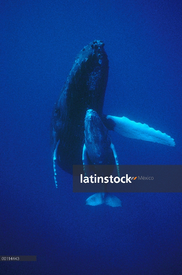 Ballena jorobada (Megaptera novaeangliae) vaca y becerro, Maui, Hawaii - aviso deberá acompañar la p