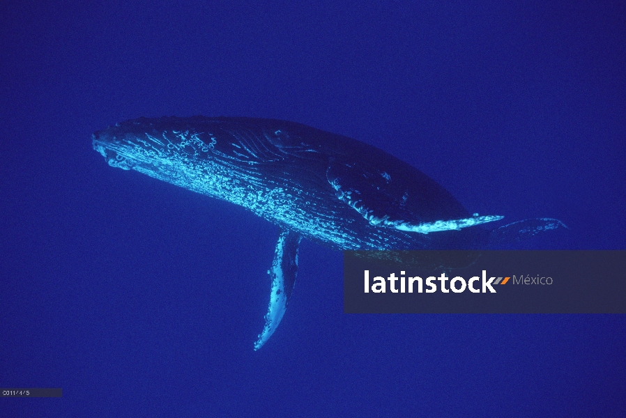 Cantante amable de ballena jorobada (Megaptera novaeangliae), Maui, Hawaii - aviso deberá acompañar 