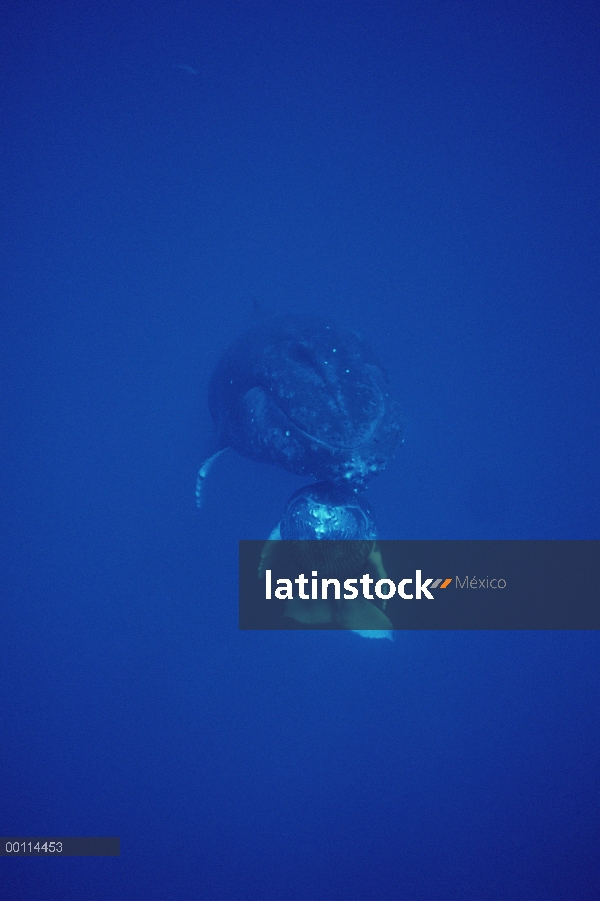 Madre amable de ballena jorobada (Megaptera novaeangliae) y becerro, Maui, Hawaii - aviso deberá aco