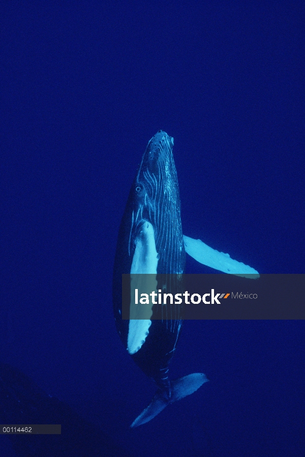 Ternero curioso de ballena jorobada (Megaptera novaeangliae), Maui, Hawaii - aviso deberá acompañar 