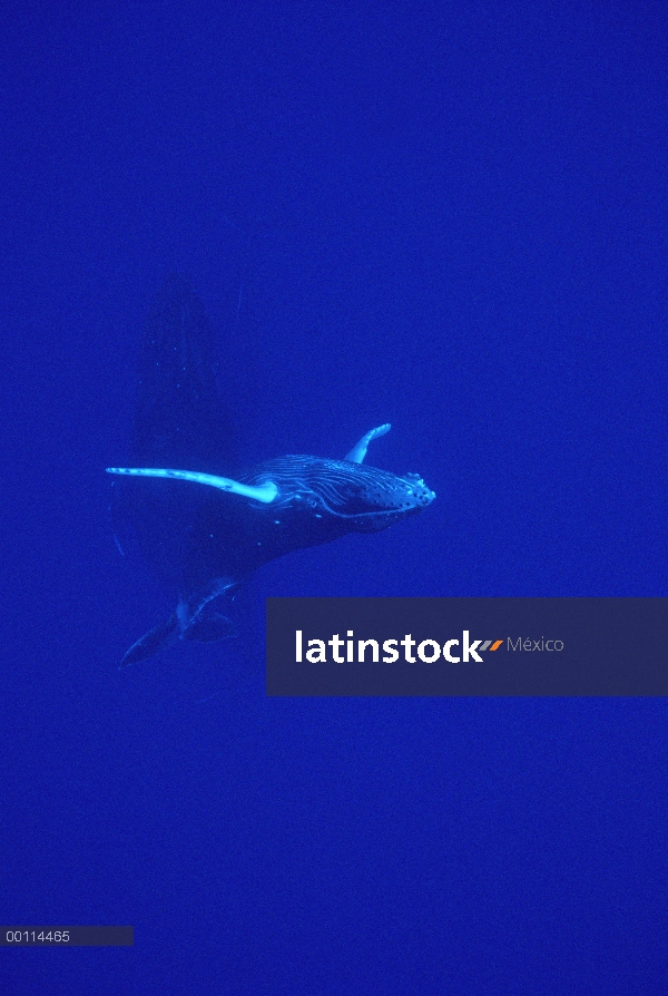 Ternero curioso de ballena jorobada (Megaptera novaeangliae), Maui, Hawaii - aviso deberá acompañar 