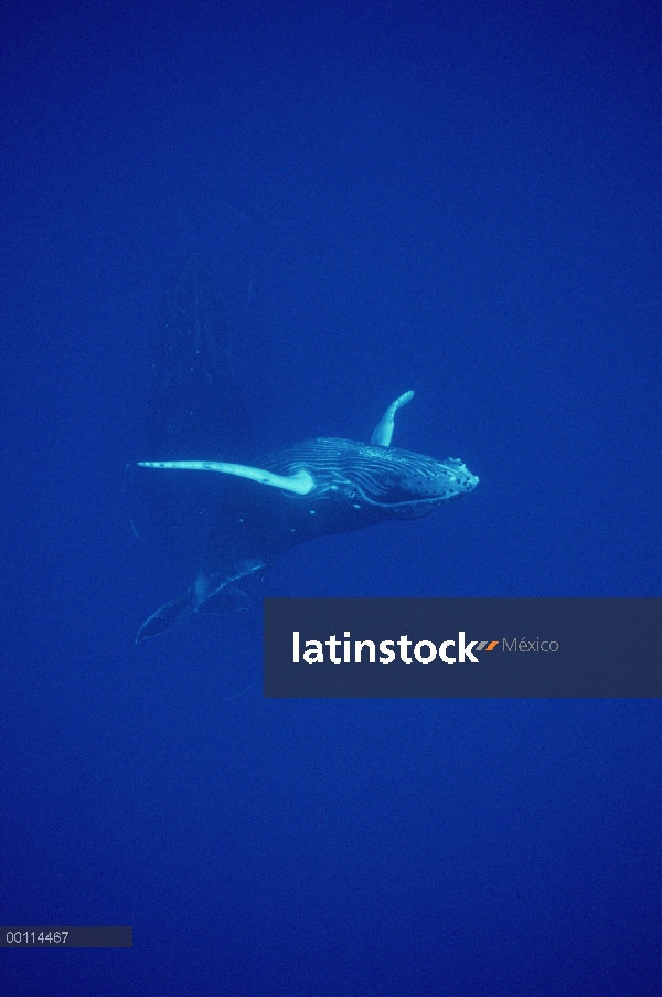 Ballena jorobada (Megaptera novaeangliae) curioso ternero con la madre protectora en el fondo, Maui,