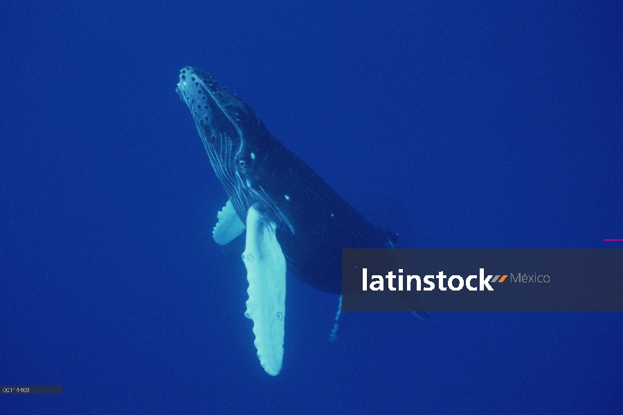 Ternero curioso de ballena jorobada (Megaptera novaeangliae), Maui, Hawaii - aviso deberá acompañar 