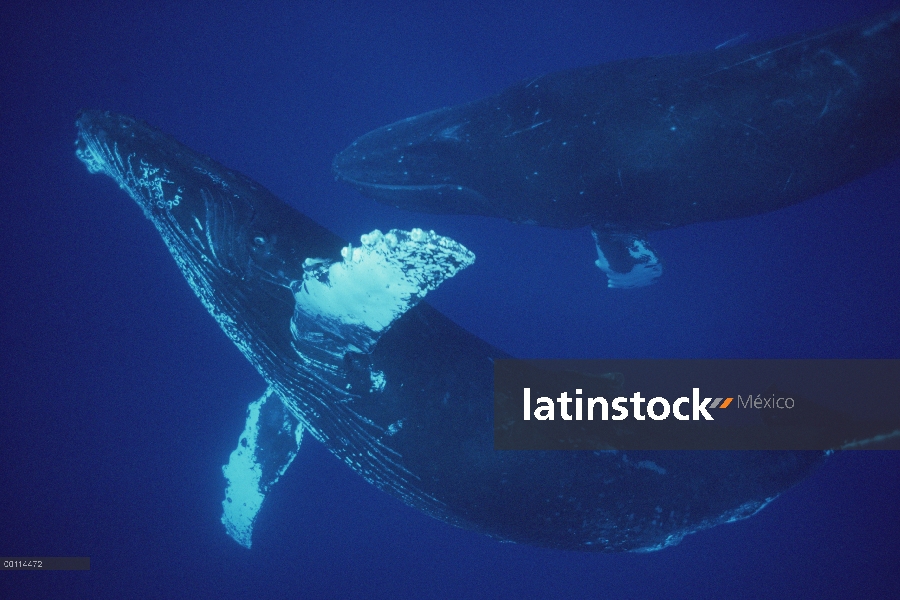 Ballena jorobada (Megaptera novaeangliae) cantante y joiner, Maui, Hawaii - aviso deberá acompañar l