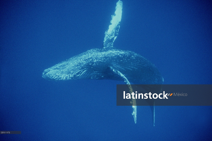 Ballena jorobada (Megaptera novaeangliae) ambiente, Maui, Hawaii - aviso deberá acompañar la publica