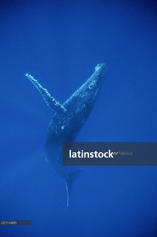 Ballena jorobada (Megaptera novaeangliae) nadar bajo el agua, Hawaii - aviso deberá acompañar la pub