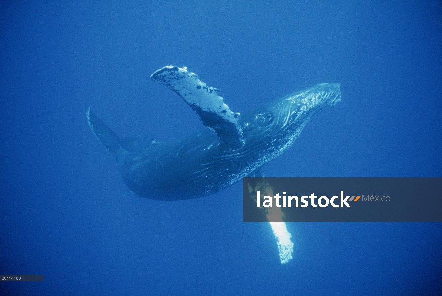 Ballena jorobada (Megaptera novaeangliae) ambiente, Maui, Hawaii - aviso deberá acompañar la publica