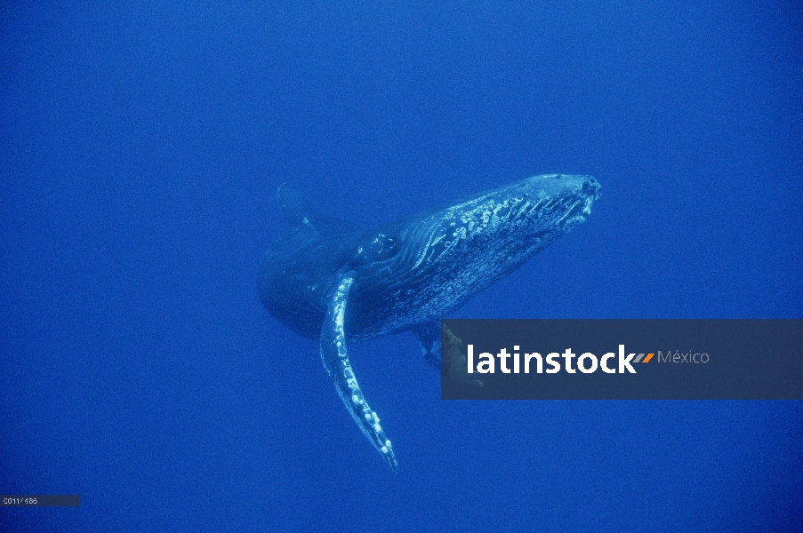 Ballena jorobada (Megaptera novaeangliae) nadar bajo el agua, Hawaii - aviso deberá acompañar la pub