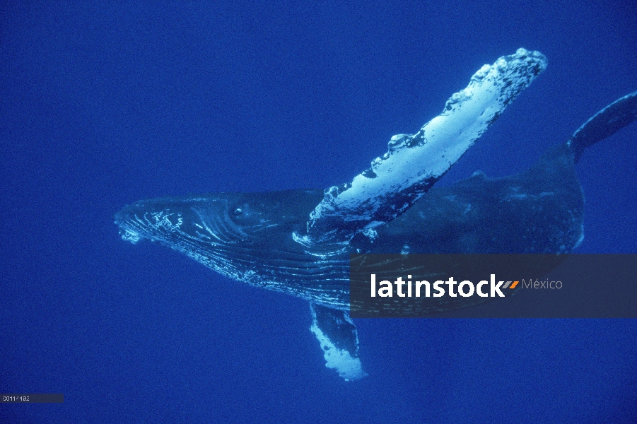 Ballena jorobada (Megaptera novaeangliae) ambiente, Maui, Hawaii - aviso deberá acompañar la publica