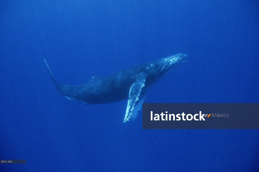 Cantante amable de ballena jorobada (Megaptera novaeangliae), Maui, Hawaii - aviso deberá acompañar 