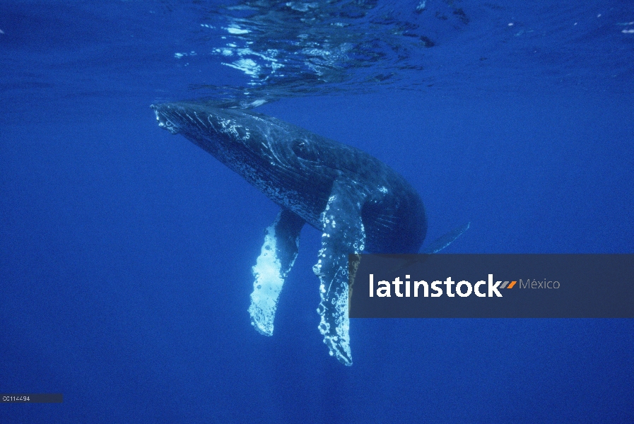 Ternero curioso de ballena jorobada (Megaptera novaeangliae), Maui, Hawaii - aviso deberá acompañar 