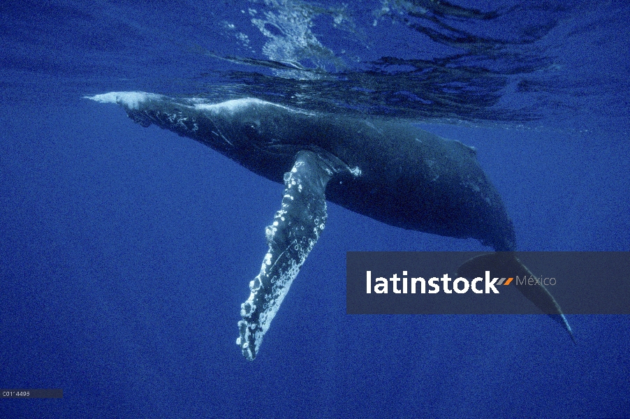 Ballena jorobada (Megaptera novaeangliae) nadar bajo el agua cerca de superficie, Hawaii - aviso deb