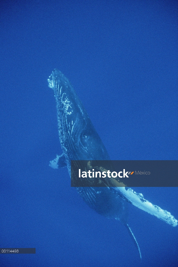 Ballena jorobada (Megaptera novaeangliae) ambiente, Maui, Hawaii - aviso deberá acompañar la publica