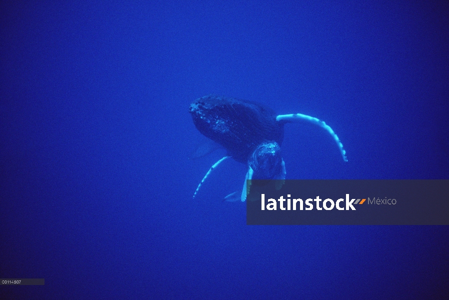 Madre amable de ballena jorobada (Megaptera novaeangliae) y becerro, Maui, Hawaii - aviso deberá aco