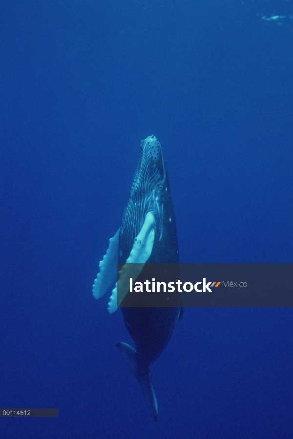 Ternero curioso de ballena jorobada (Megaptera novaeangliae), Maui, Hawaii - aviso deberá acompañar 