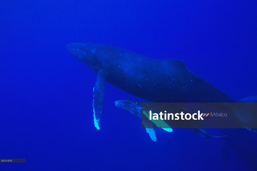 Ballena jorobada (Megaptera novaeangliae) madre y el becerro, Maui, Hawaii - aviso deberá acompañar 