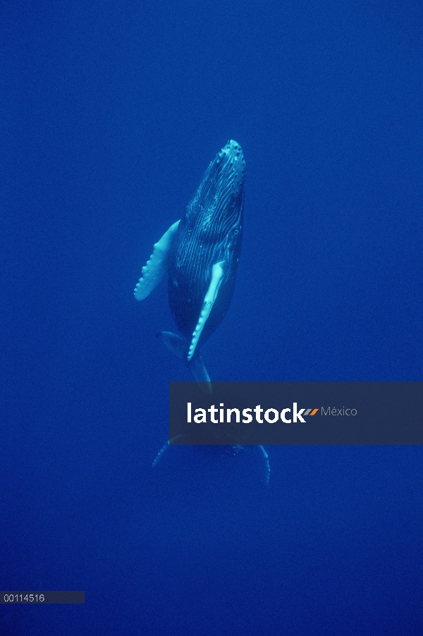 Becerro curiosa ballena jorobada (Megaptera novaeangliae) seguido de cerca por la madre protectora, 